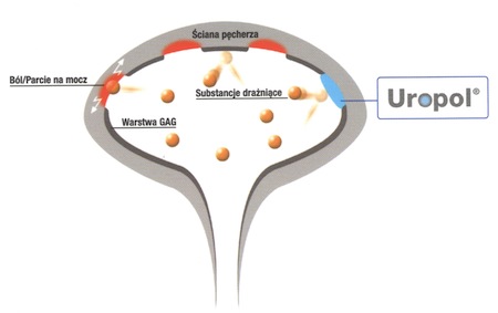 Mechanizm działania Uropolu